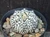 Astrophytum asterias cv superkabuto #SKH24
