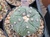 SEEDS- Astrophytum asterias -  (15) cactus seeds AA5R#1