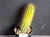 Variegated Thelegonus x Echinopsis mamillosa v subulata- CACVPLANT-E