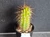 Variegated Thelegonus x Echinopsis mamillosa v subulata- CACVPLANT-I