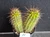 Variegated Thelegonus x Echinopsis mamillosa v subulata- CACVPLANT-N