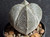 Astrophytum myriostigma cv onzuka - #831