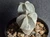 Astrophytum myriostigma cv onzuka - #834