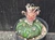 Astrophytum asterias shiowa flower #SHI33