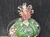 Astrophytum asterias shiowa flower #SHI33