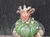 Astrophytum asterias shiowa flower #SHI33
