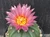 Astrophytum asterias  #AA160