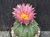 Astrophytum asterias  #AA160