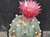 Astrophytum asterias  #AA161
