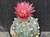 Astrophytum asterias  #AA161