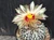Astrophytum asterias cv superkabuto #SKH401