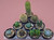 10 assorted cacti plants- PACK#61