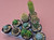 10 assorted cacti plants- PACK#61