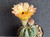 Parodia hybrid - PAHY01