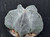 Astrophytum myriostigma Astrophytum myriostigma