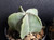 Astrophytum myriostigma