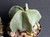 Astrophytum myriostigma