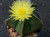 Astrophytum myriostigma v nudum in flower Astrophytum myriostigma v nudum in flower