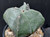 Astrophytum myriostigma v quadricostatum