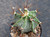 Astrophytum ornatum