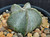 Astrophytum coahuilense