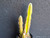 Cereus cv Fairycastles