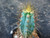 Pilosocereus azureus Pilosocereus azureus
