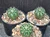 Echinocereus pulchellus subs. venustus