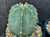 Echinocereus subinermis var ochoterenae