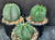 Echinocereus subinermis var ochoterenae