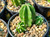 Echinocereus viereckii ssp morricallii