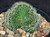 Echinopsis crested / cristate