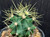Ferocactus glaucescens