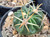 Ferocactus latispinus in pot 70mm across