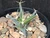 Leuchtenbergia principis