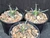 Leuchtenbergia principis