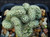 Mammillaria elongata crested