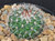 Mammillaria lindsayi