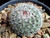 Mammillaria lindsayi