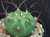 Matucana madisoniorum