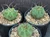 Matucana madisoniorum