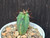 Myrtillocactus geometrizans