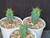 Myrtillocactus geometrizans