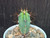 Myrtillocactus geometrizans