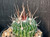 Stenocactus crispatus