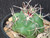 Thelocactus hexaedrophorus cactus plant