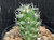 Thelocactus sanchez-mejoradae