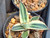 Agave lophantha 'quadricolor'