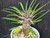 Pachypodium lamerei - Madagascar Palm