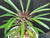 Pachypodium lamerei - Madagascar Palm
